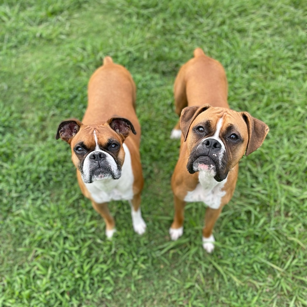 Meet your Posher, Boxer mom